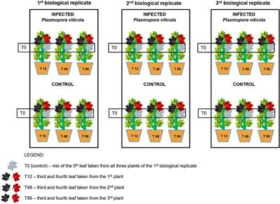 Mono-Locus and Pyramided Resistant Grapevine Cultivars Reveal Early Putative Biomarkers Upon Artificial Inoculation With Plasmopara viticola